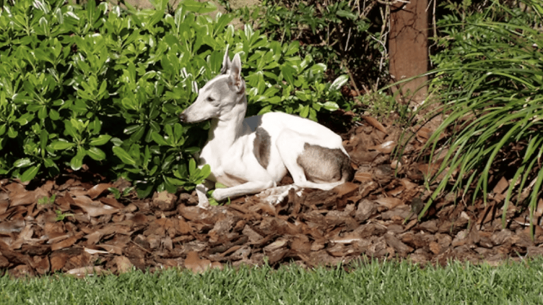 Northern California Italian Greyhound Rescue